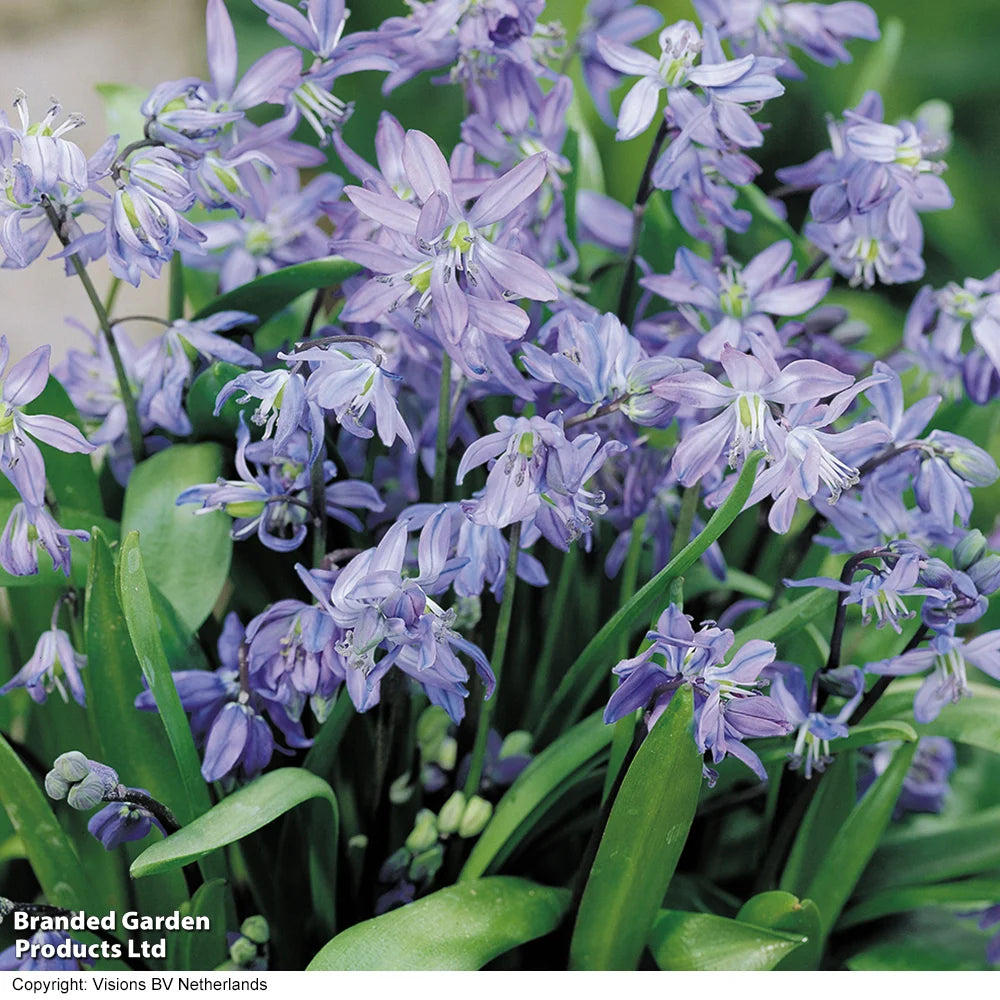 Bumper Spring Bulb Collection Bulbs | 1000 x Bulbs