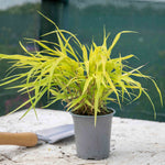 Hakonechloa 'sunflare' Plant, Chartreuse-yellow Foliage | 3 x 7cm Plants | Chartreuse