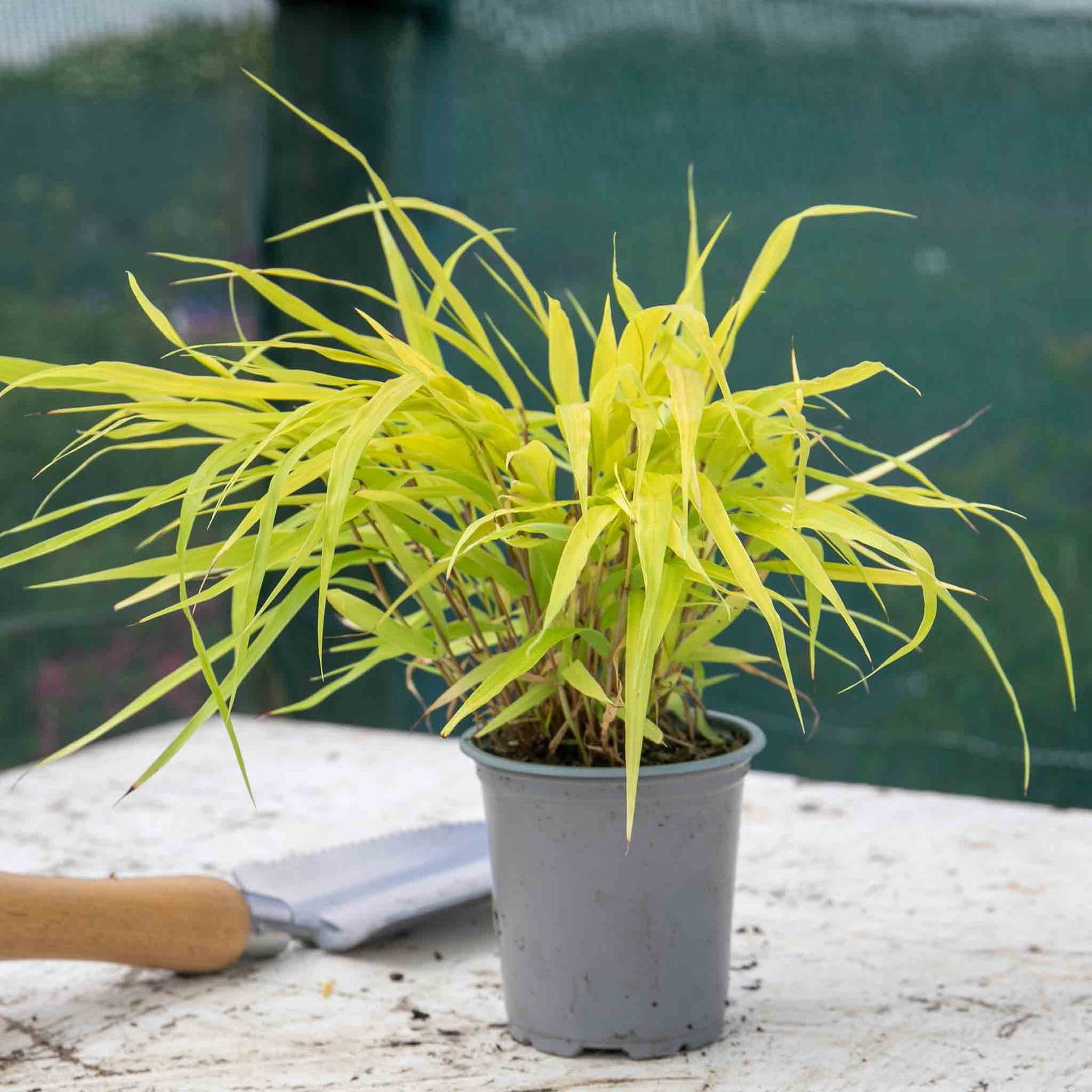 Hakonechloa 'sunflare' Plant, Chartreuse-yellow Foliage | 3 x 7cm Plants | Chartreuse