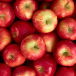 Apple Pixie Fruit Tree 6ft Tall Supplied In A 12 Litre Pot