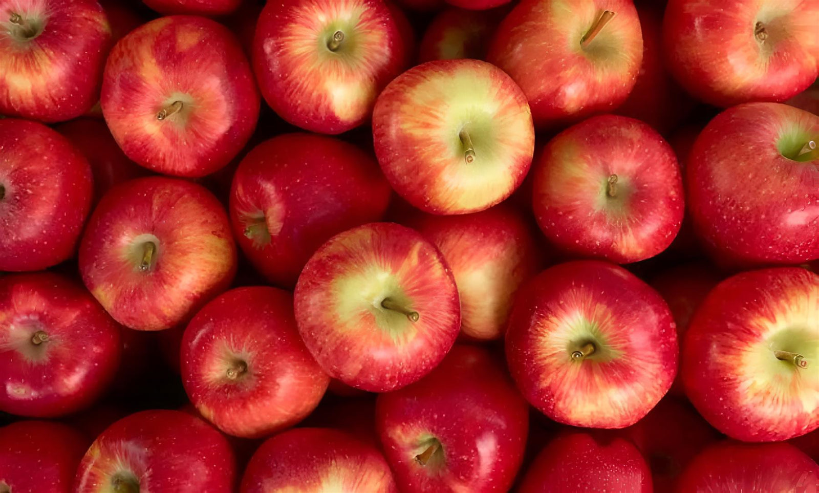 Apple Pixie Fruit Tree 6ft Tall Supplied In A 12 Litre Pot