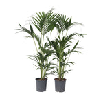 Kentia Palm - 2 Pcs. - Howea Forsteriana - Height 90-100cm - ⌀18cm | Set of 2 | Green