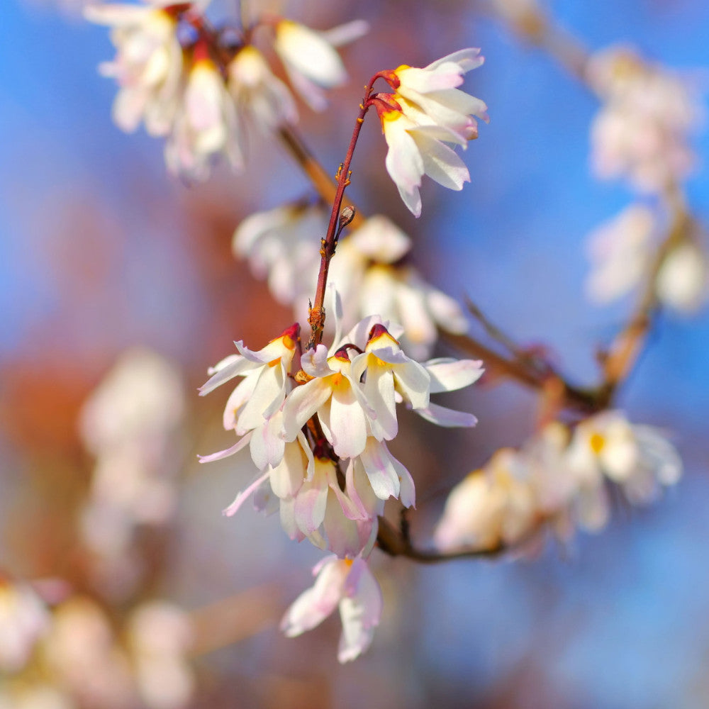 Abeliophyllum Distichum Roseum - Pink Forsythia - Stunning Winter Flowering Shrub 1 X 9cm Pot
