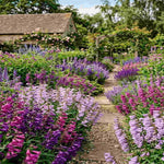 Perfect Penstemon Mix - Young Plants | 6 x Plug Plants | Multi