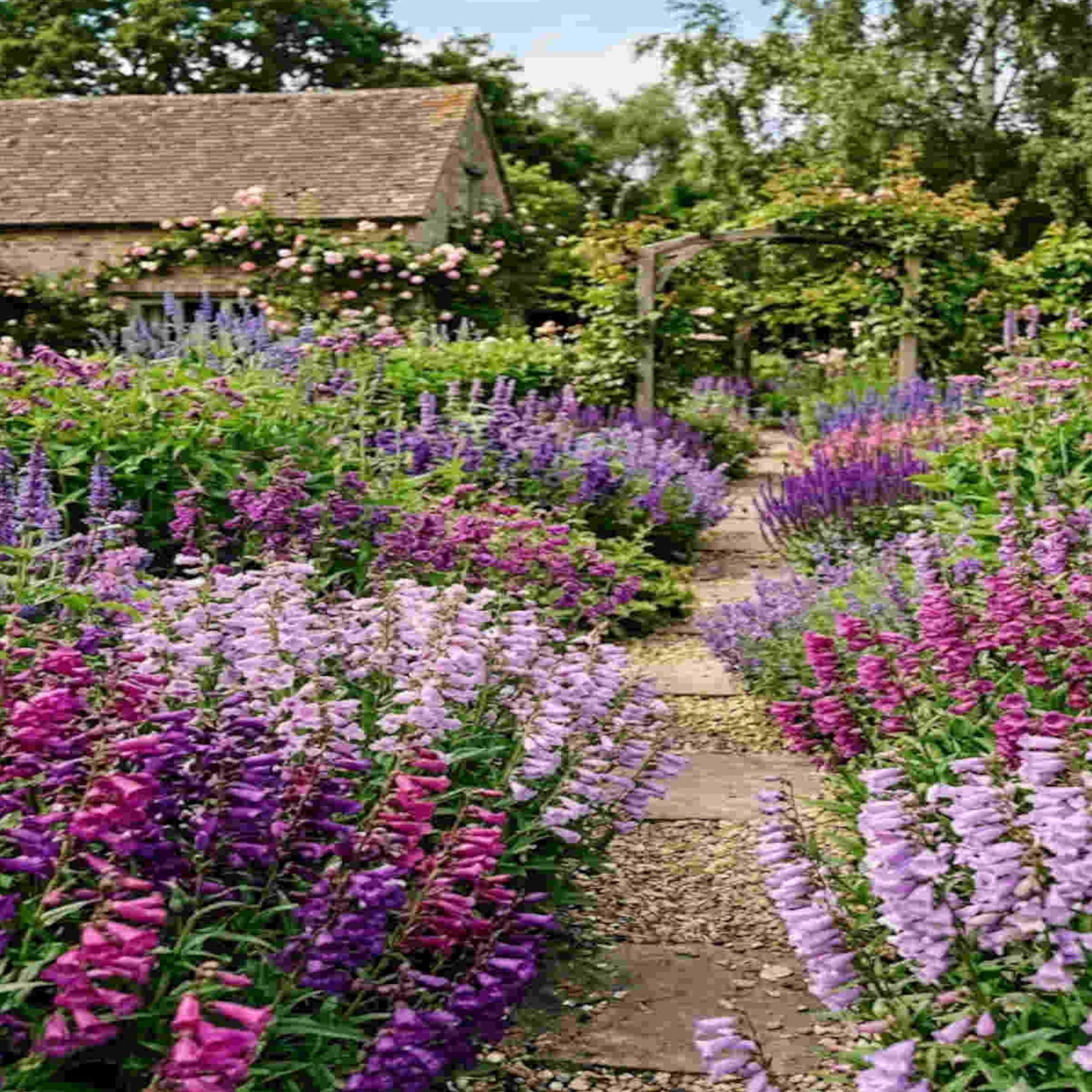 Perfect Penstemon Mix - Young Plants | 12 x Plug Plants | Multi
