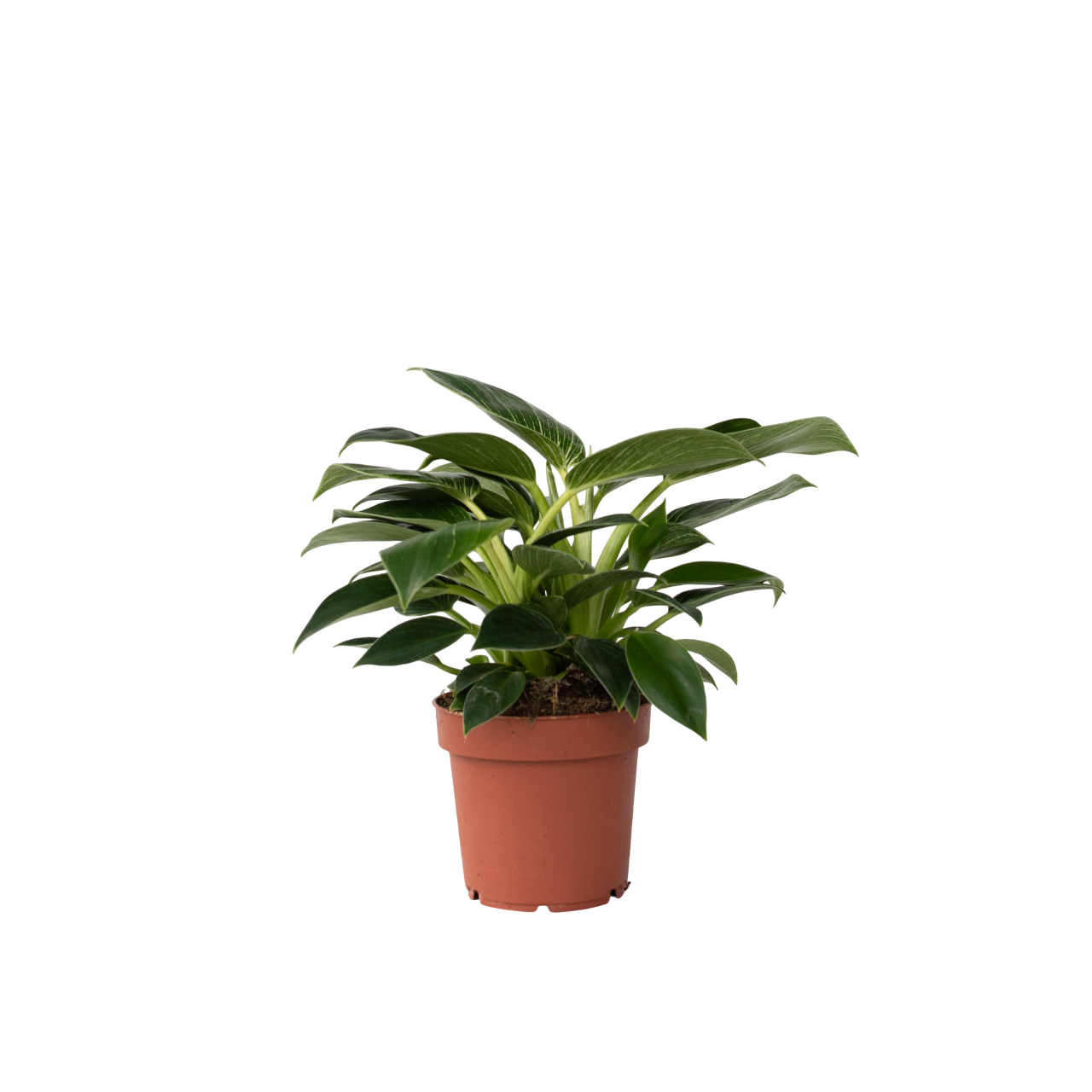 Sweetheart Plant - Philodendron 'white Wave' - Height 25-40cm - ⌀12cm | Set of 1 | Green