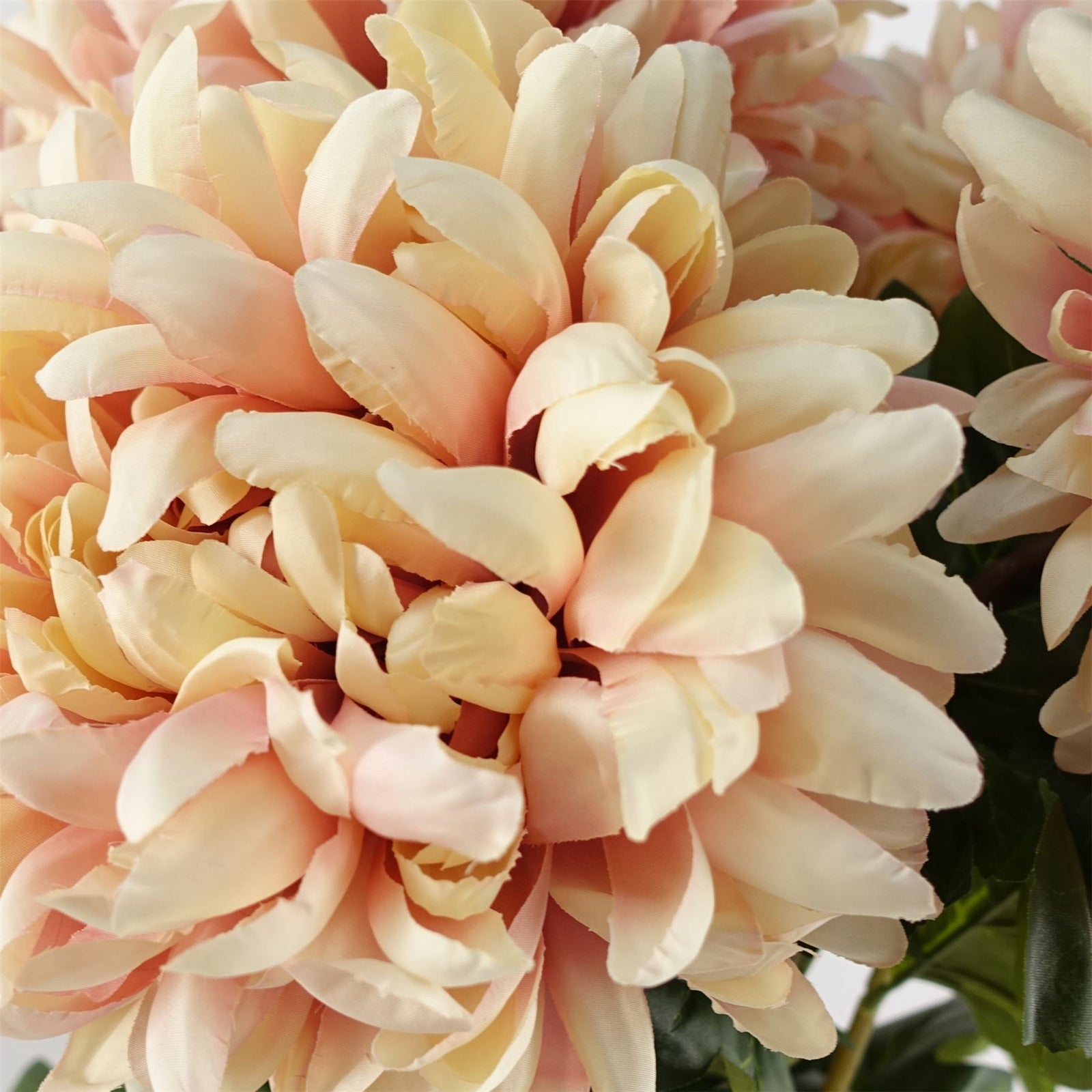 Pack Of 6 X 75cm Extra Large Reflex Chrysanthemum - Pink
