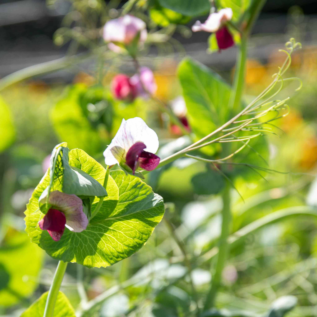 Sugar Snap Pea 'purple Magnolia' Plug Plant - Purple-podded, Crunchy Sweet Pods | Set of 12