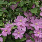 Clematis Comtesse De Bouchard-long-flowering Beauty Gives A Romantic Garden Accent