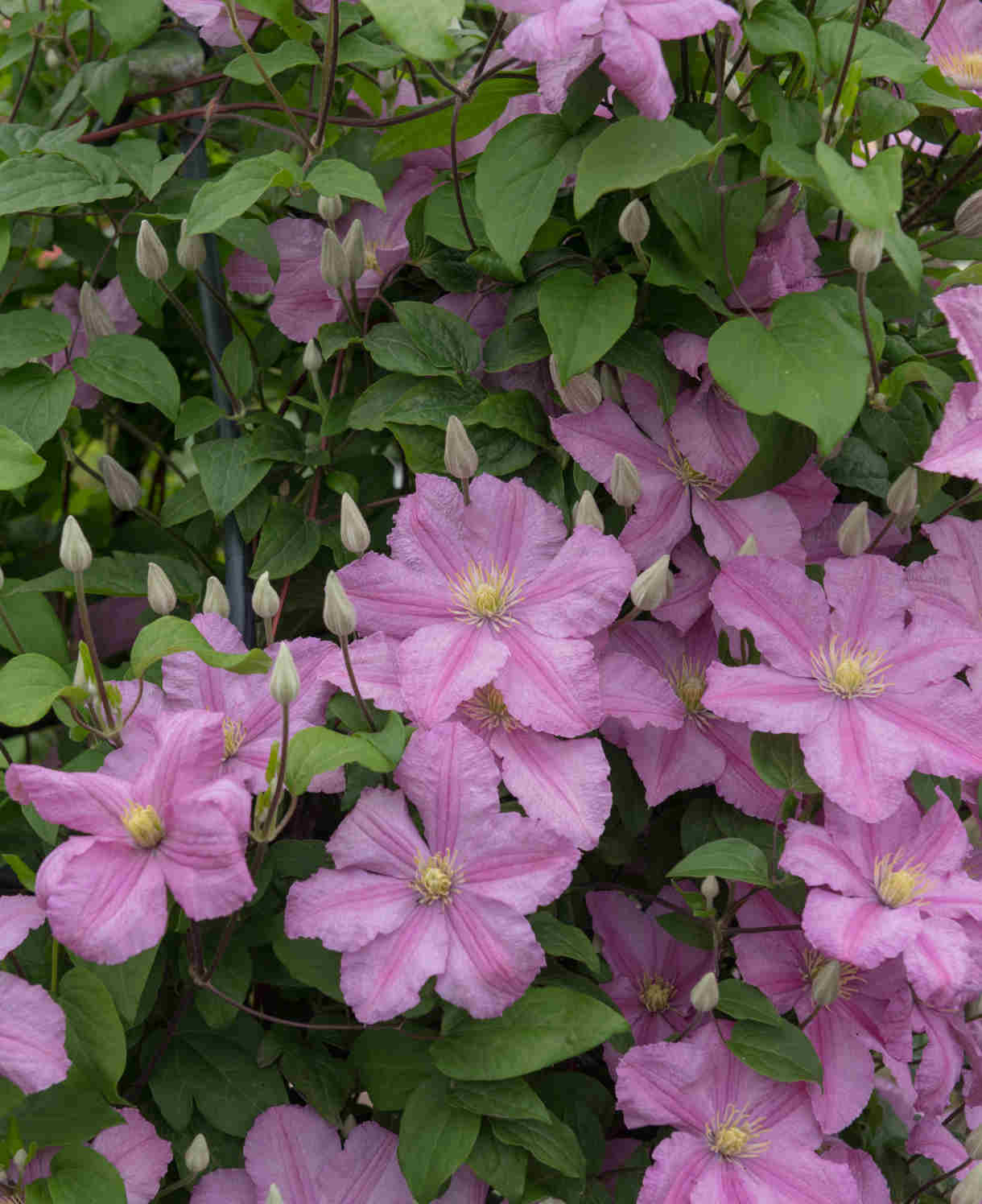 Clematis Comtesse De Bouchard-long-flowering Beauty Gives A Romantic Garden Accent