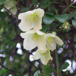 Clematis Cirrhosa ‘jingle Bells’ - 7cm pot | 1 x 7cm | White