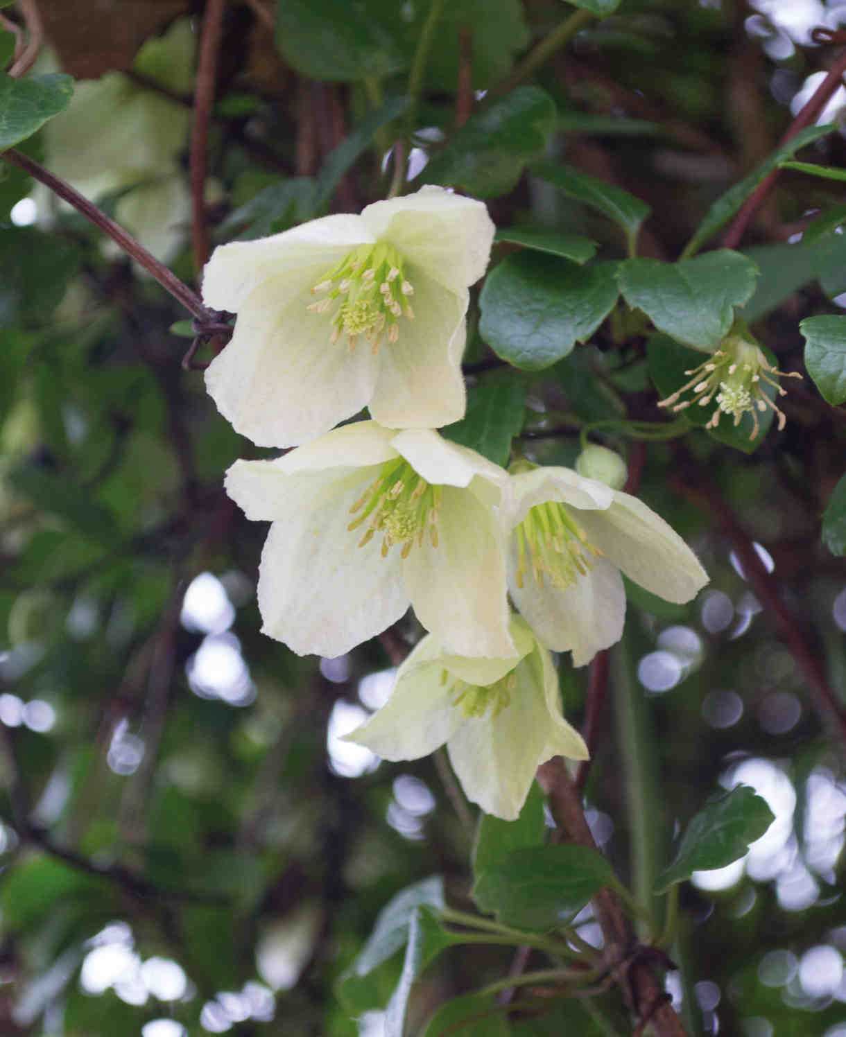 Clematis Cirrhosa ‘jingle Bells’ - 7cm pot | 1 x 7cm | White