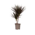 Madagascar Dragon Tree - Dracaena Marginata 'magenta' - Height 70-80cm - ⌀17cm | Set of 1 | Green