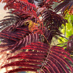 Direct Plants Albizia Julibrissin Summer Chocolate Purple Silk Tree Large 2-3ft Tall In A 3 Litre Pot