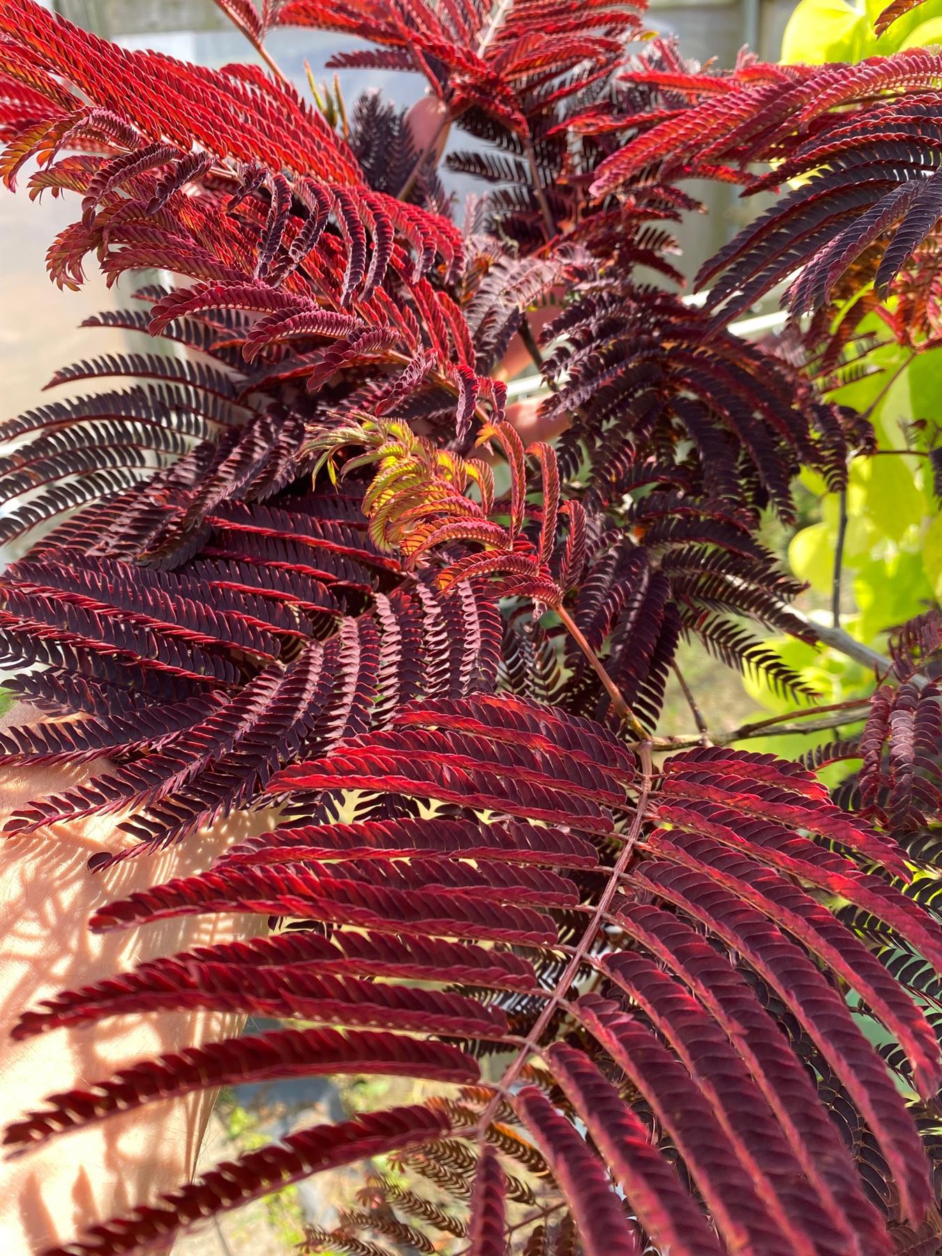 Direct Plants Albizia Julibrissin Summer Chocolate Purple Silk Tree Large 2-3ft Tall In A 3 Litre Pot