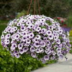 Petunia Surfinia 'blue Vein' Plug Plant | 12 x Plug Plants | Multi