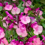 Salvia 'melba Magic Peach' - Soft Peach, Long-flowering Perennial | 6 x Jumbo Plugs | Multi