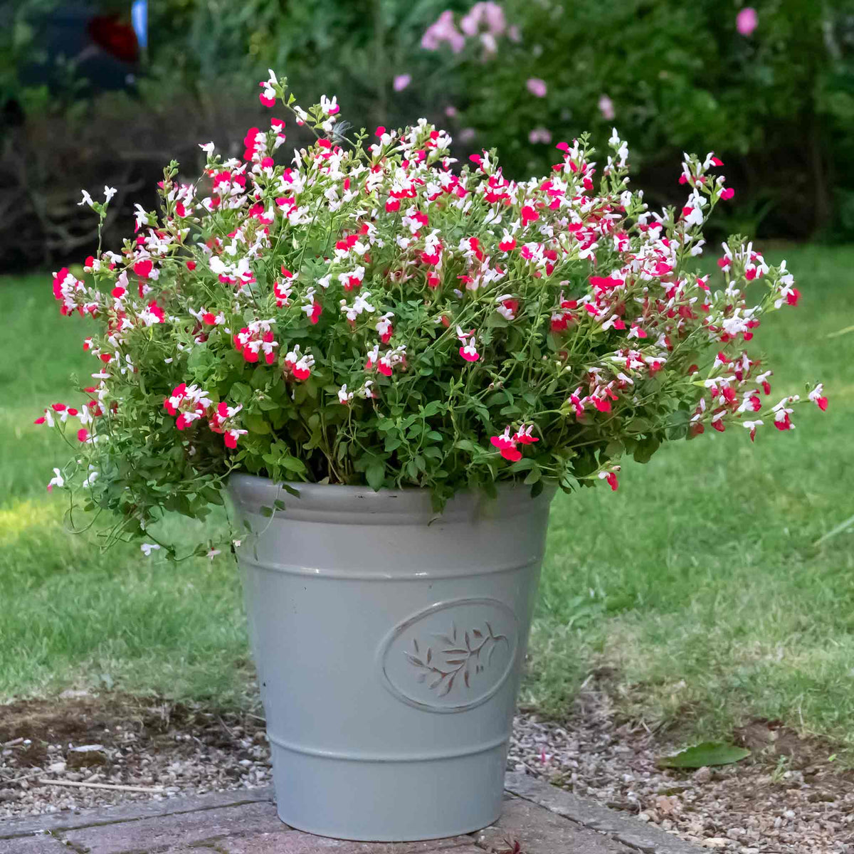 Salvia Little Kiss 2l Perennial | Set of 1 | Green & White