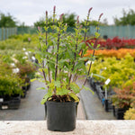 Salvia Nemorosa 'caradonna' Hardy Perennial | 12 x Jumbo Plugs | Multi