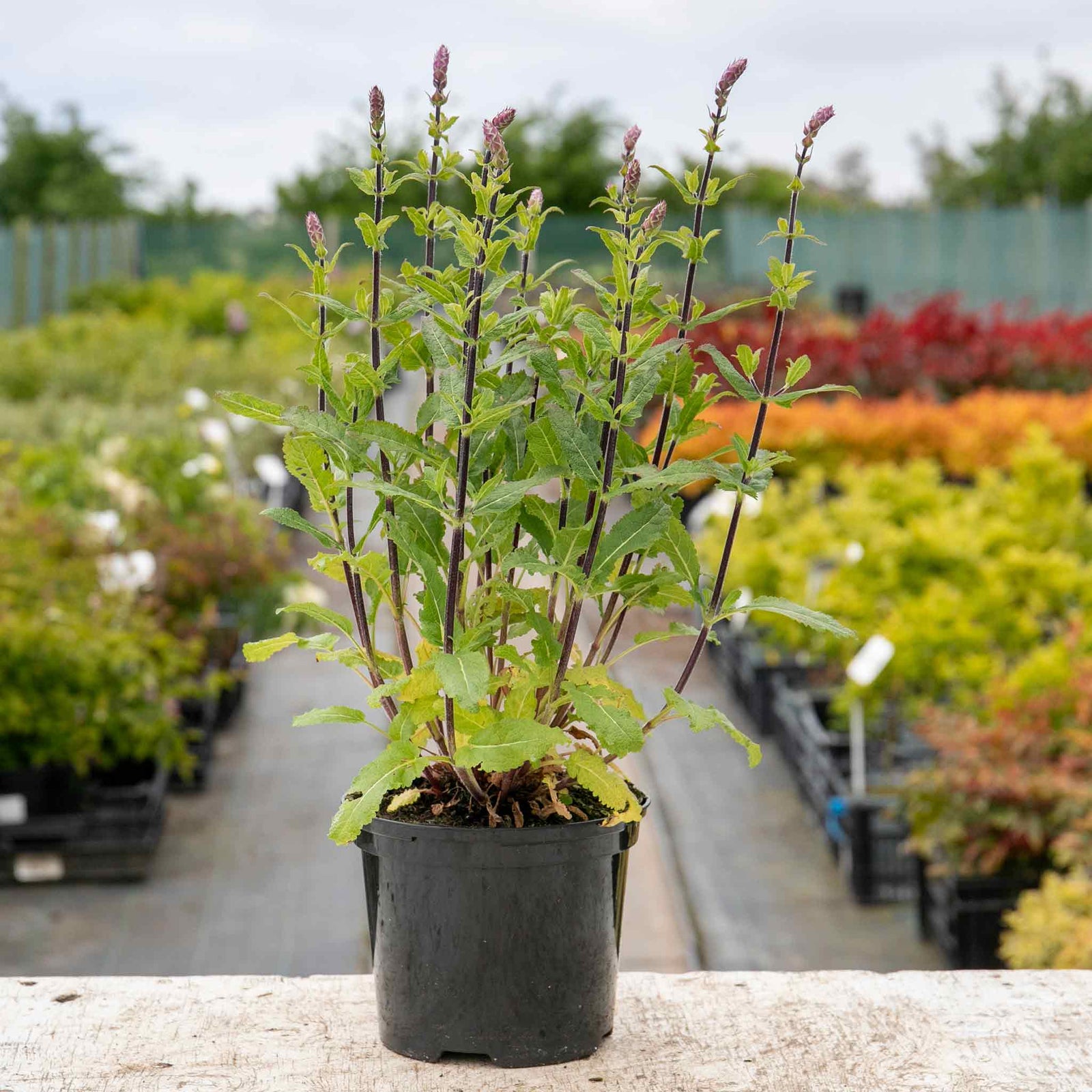 Salvia Nemorosa 'caradonna' Hardy Perennial | 12 x Jumbo Plugs | Multi