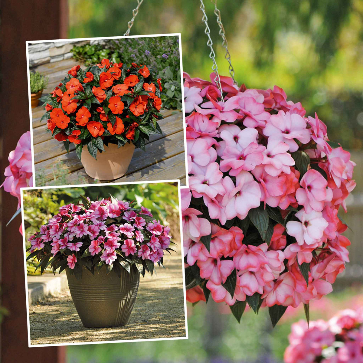 Busy Lizzie 'clockwork' Plant Collection - 6 Or 12 Plug Plants | 12 x Plug Plants | Pink