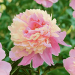 Paeonia 'sorbet', Fragrant Double Pink & White Peony | 1 x 2L | Multi