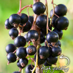 Ben Sarek Blackcurrant Plant - Compact, Frost-resistant | 3 x Bare Root | Black