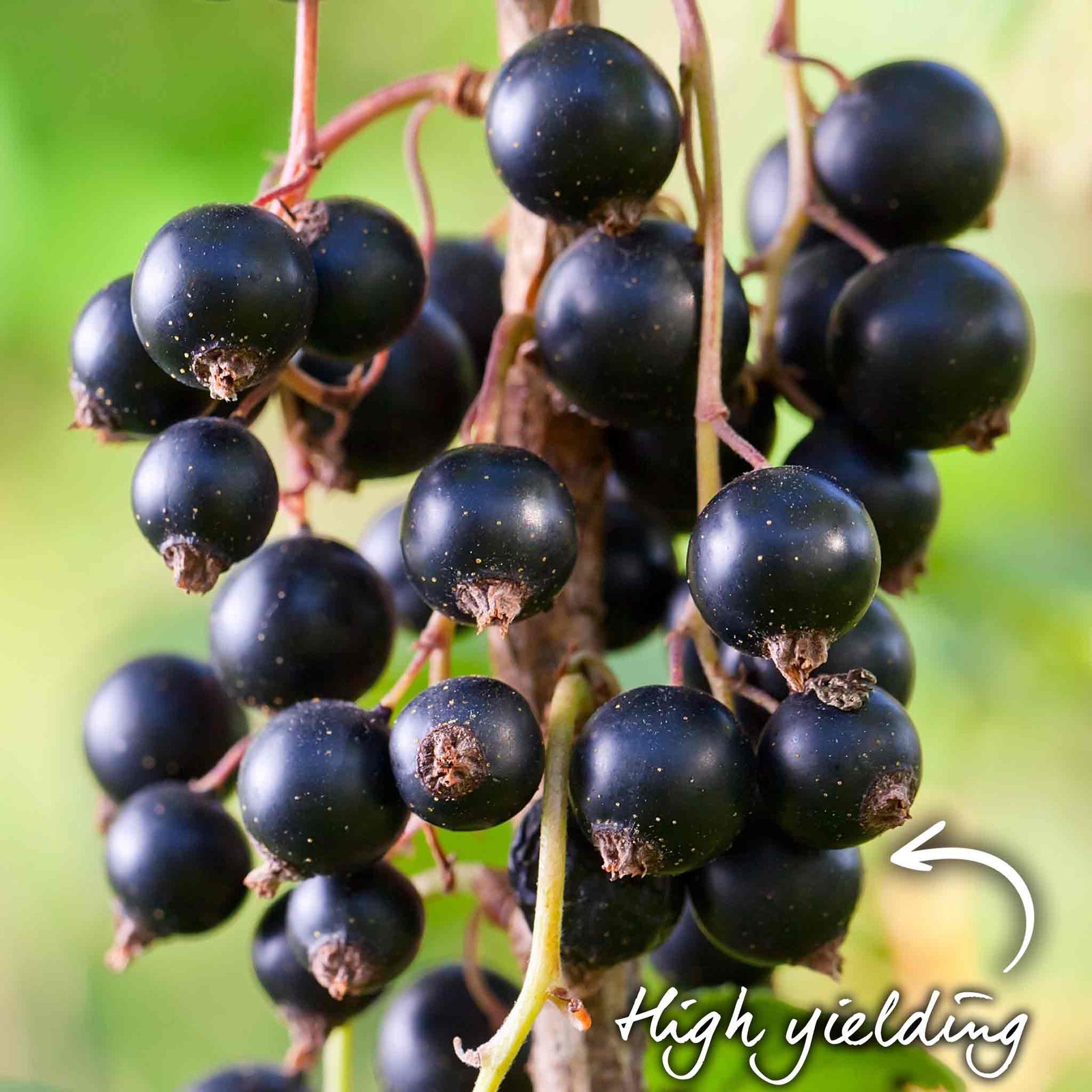 Ben Sarek Blackcurrant Plant - Compact, Frost-resistant | 3 x Bare Root | Black