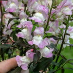 Antirrhinum Collection — Snap In Snapdragons, 3 Varieties, 6 Or 12 Plug Plants | Set of 12 | Multi Colour