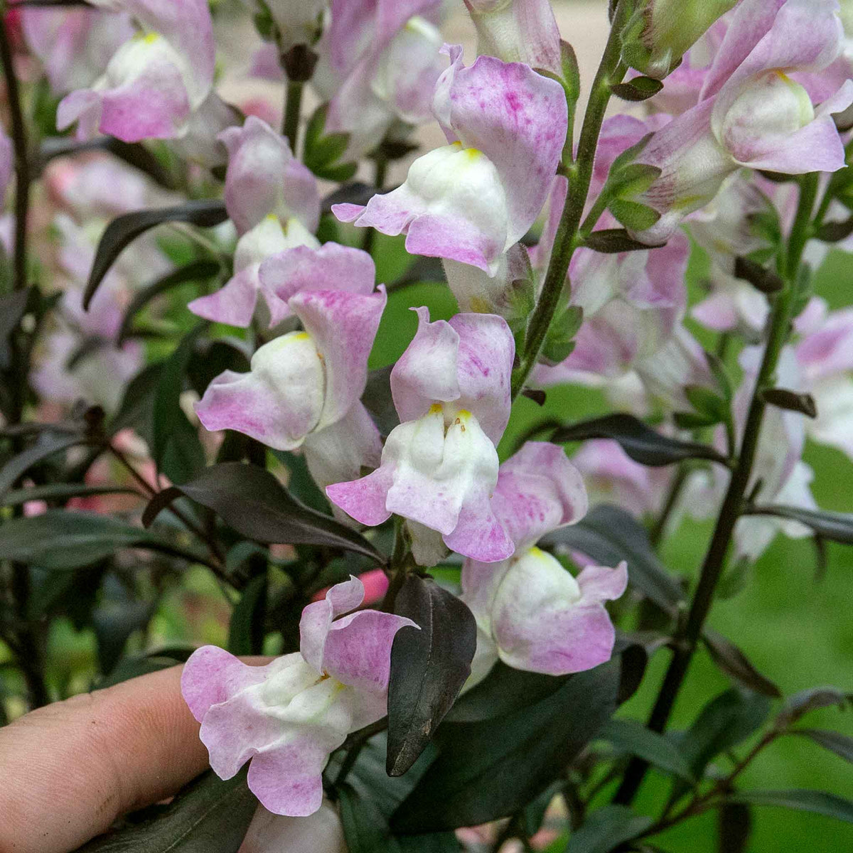Antirrhinum Collection — Snap In Snapdragons, 3 Varieties, 6 Or 12 Plug Plants | Set of 12 | Multi Colour