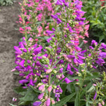 Penstemon Barbatus Mix | 250 Seeds | Multi