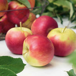 Jonagold Apple Tree M9 Dwarf Rootstock For Patio And Containers | 1 x 2L