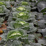 Cabbage Plant 'tundra' - Hardy Winter Variety | 8 x Pro Grower Plugs | Green