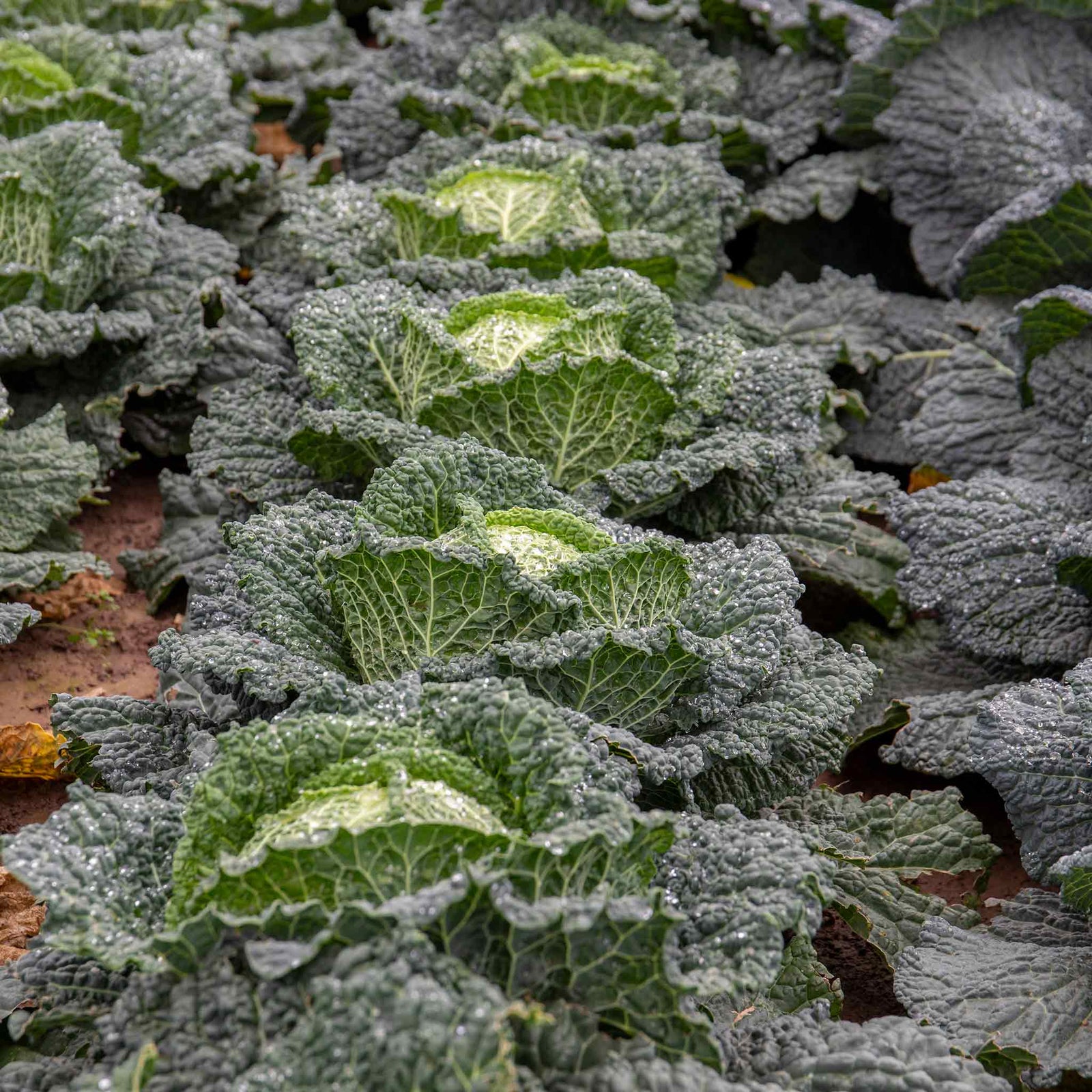 Cabbage Plant 'tundra' - Hardy Winter Variety | 8 x Pro Grower Plugs | Green