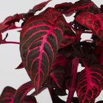 Bloodleaf Plant - 2 Pcs. - Iresine Herbstii - Height 20-30cm - ⌀13cm | Set of 2 | Red