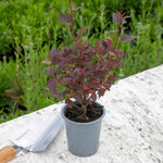 Physocarpus 'little Joker' Compact Red-foliage Shrub 50cm | 1 x 9cm | Red
