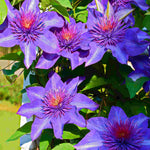 Clematis Multi Blue - A vigorous climbing vine with elegant textured blooms - 7cm pot | 3 x 7cm | Blue