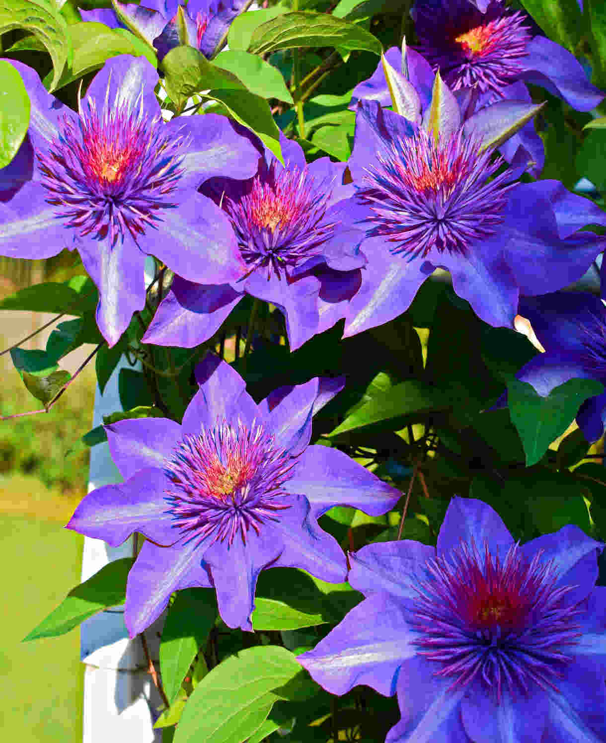 Clematis Multi Blue - A vigorous climbing vine with elegant textured blooms - 7cm pot | 3 x 7cm | Blue