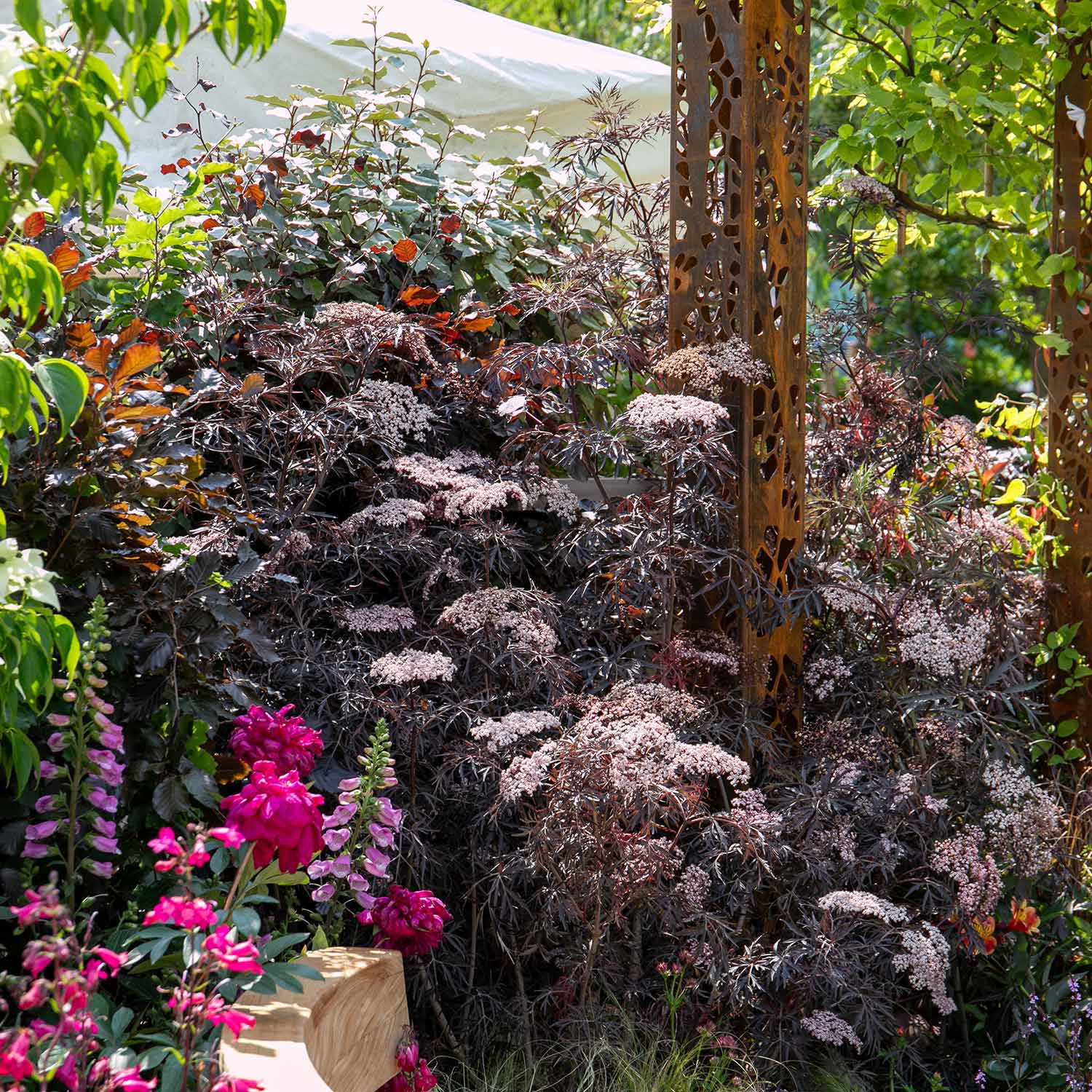 Sambucus Nigra 'black Lace' - Black Foliage Shrub, White Flowers, Bird‑attractive | 1 x 7.5L | Pink & Black