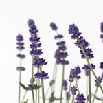 Lavender - Lavandula Angustifolia - Height 10-15cm - ⌀10,5cm | Set of 6 | Purple