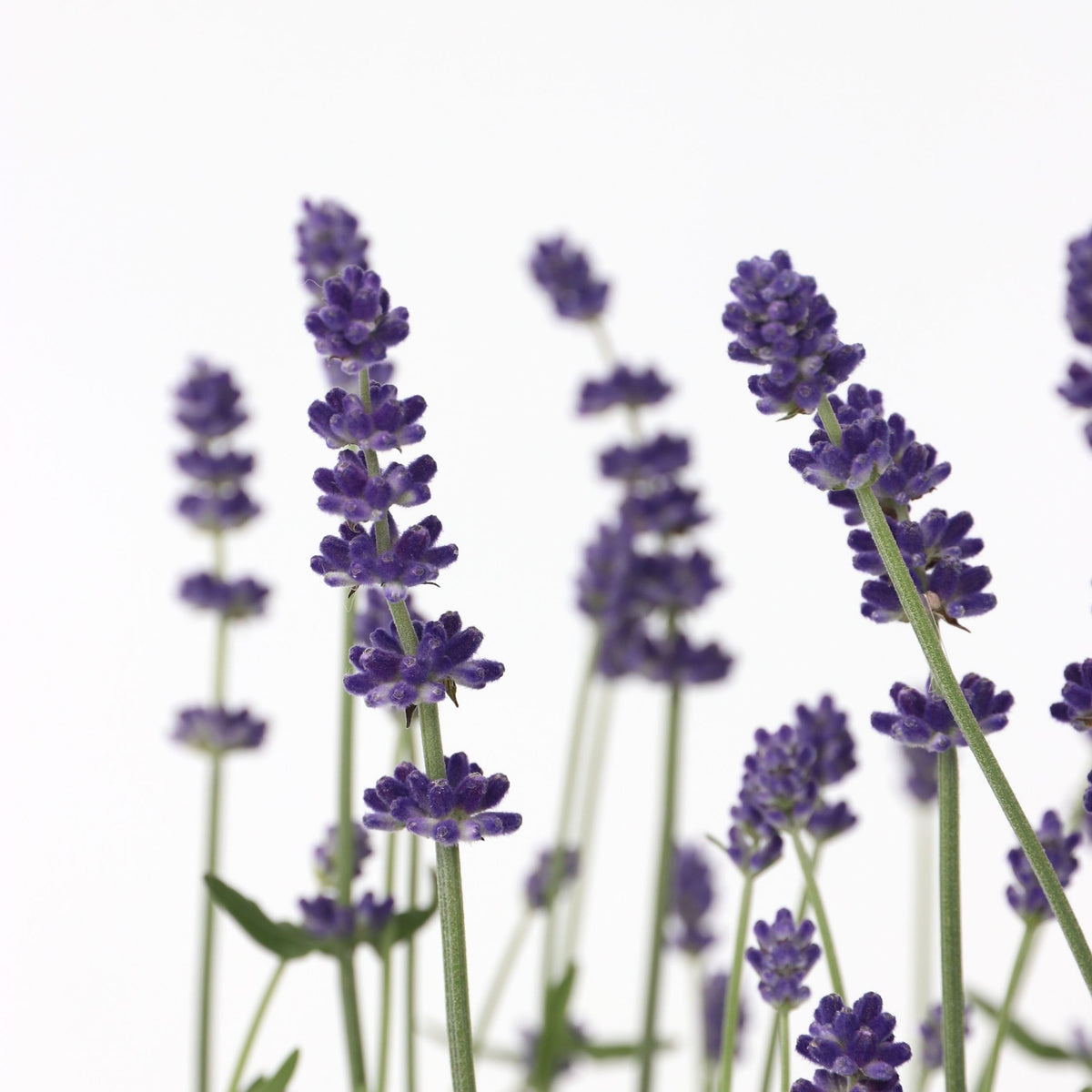 Lavender - Lavandula Angustifolia - Height 10-15cm - ⌀10,5cm | Set of 6 | Purple