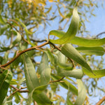 Salix Matsudana Tortuosa Twisted Tree 6ft Tall Supplied In A 12 Litre Pot
