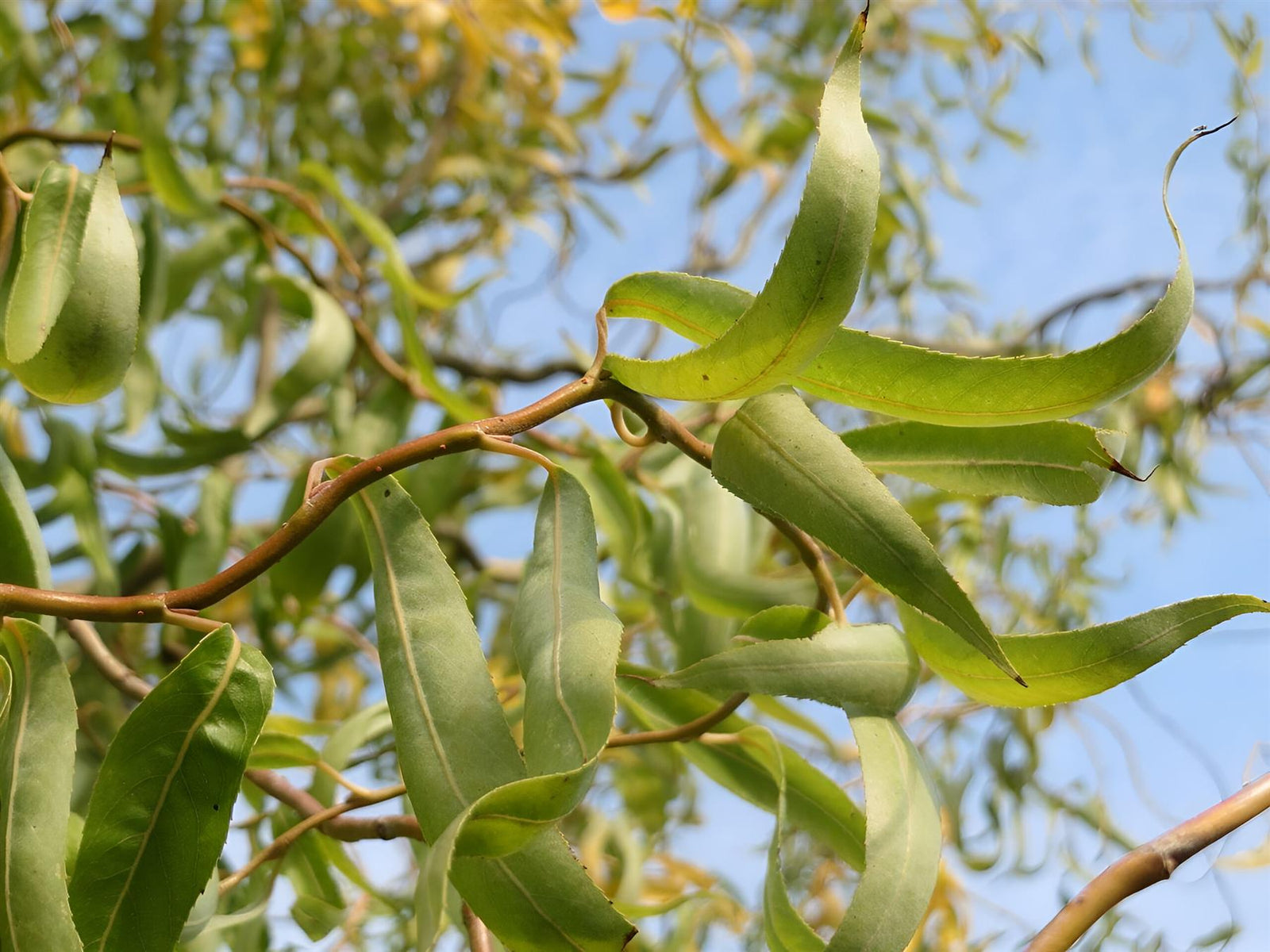 Salix Matsudana Tortuosa Twisted Tree 6ft Tall Supplied In A 12 Litre Pot