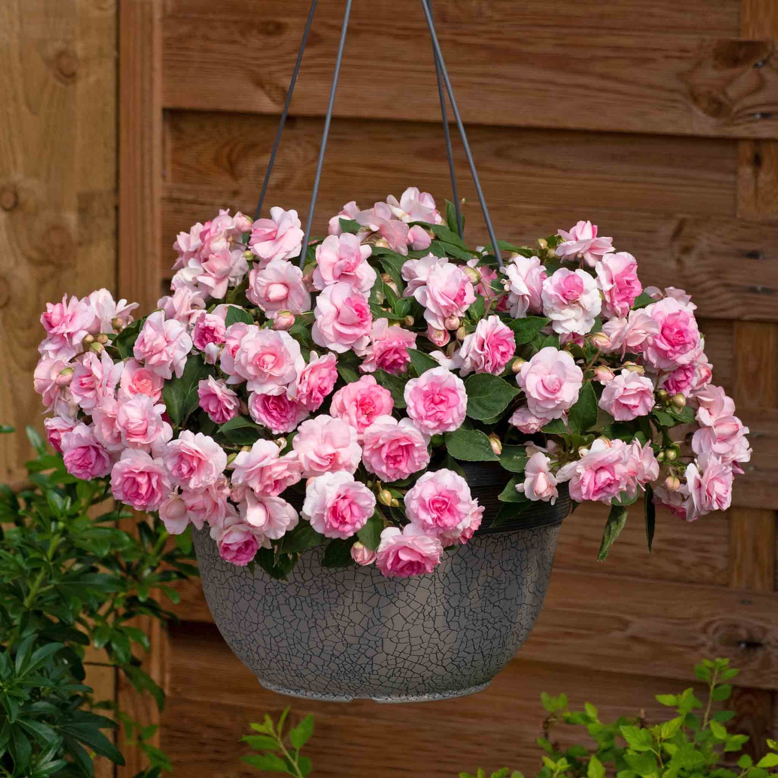 Busy Lizzie 'glimmer Double Pink' Plant 30-40 Cm | 6 x Plug Plants | Pink