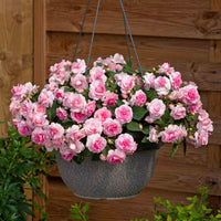 Busy Lizzie 'glimmer Double Pink' Plant 30-40 Cm | 6 x Plug Plants | Pink