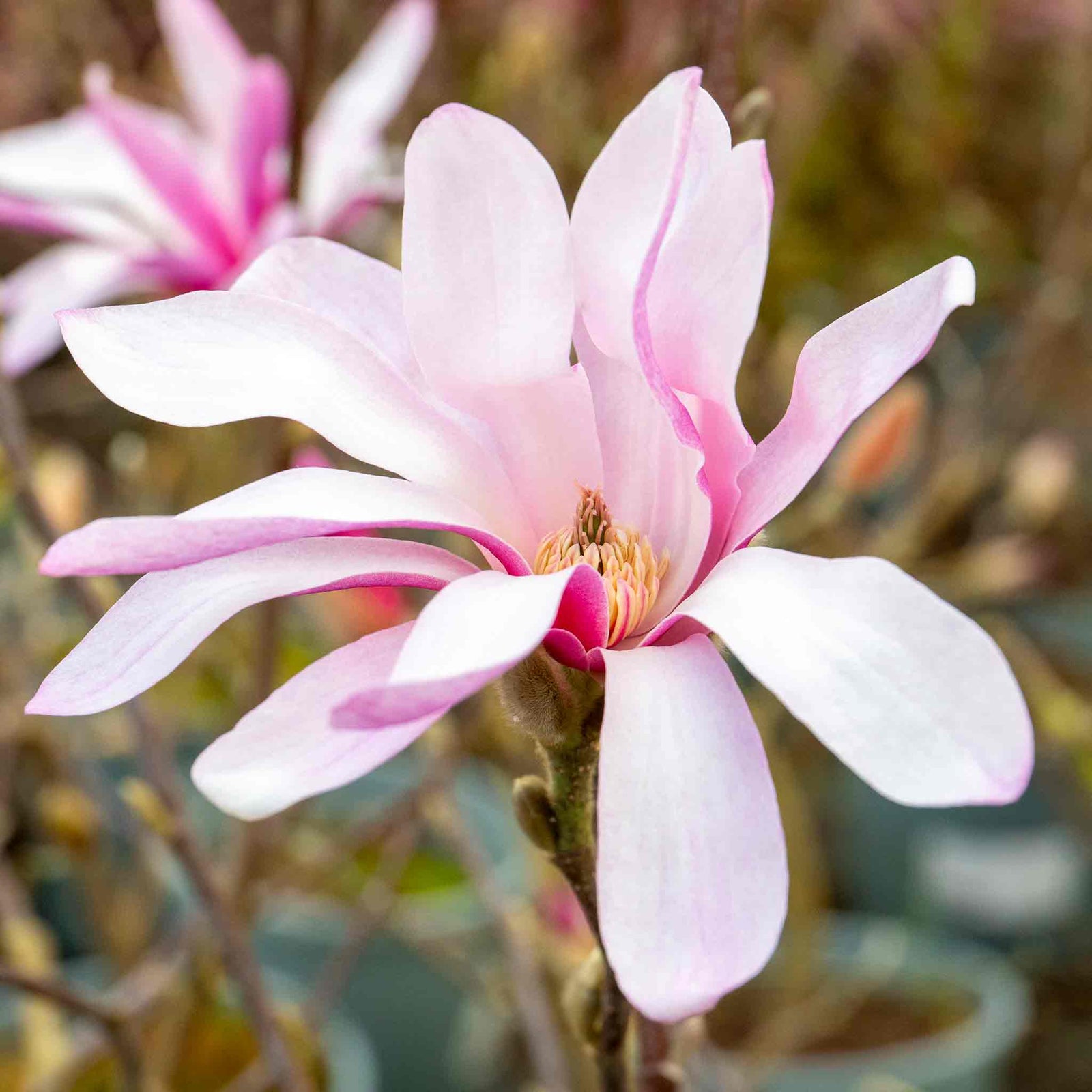 Magnolia 'leonard Messel' - Rhs Award Of Garden Merit | 1 x 7.5L | Pink