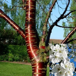 Prunus Tibetica Birch Bark Cherry Tree 6ft Tall Supplied In A 12 Litre Pot