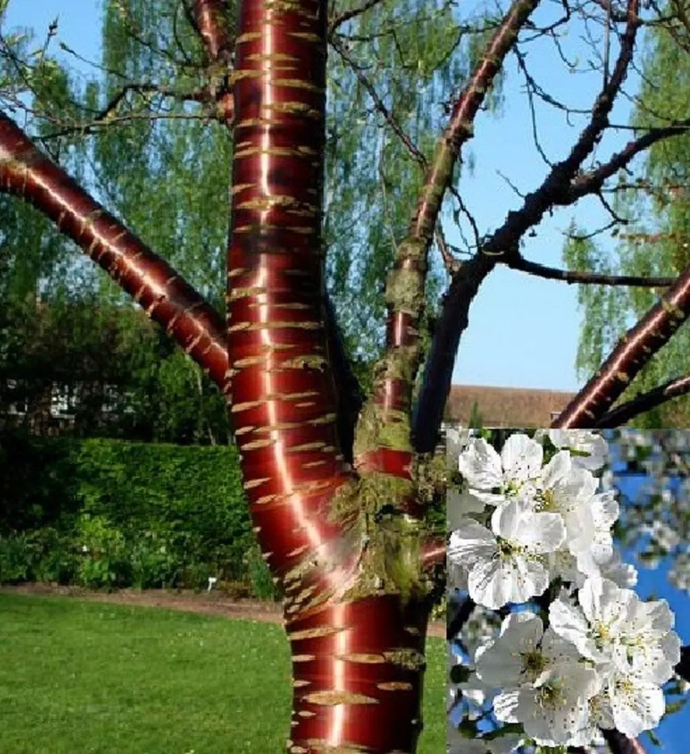 Prunus Tibetica Birch Bark Cherry Tree 6ft Tall Supplied In A 12 Litre Pot