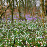 Hayloft Galanthus Nivalis - Single Snowdrop - 30 Bulbs