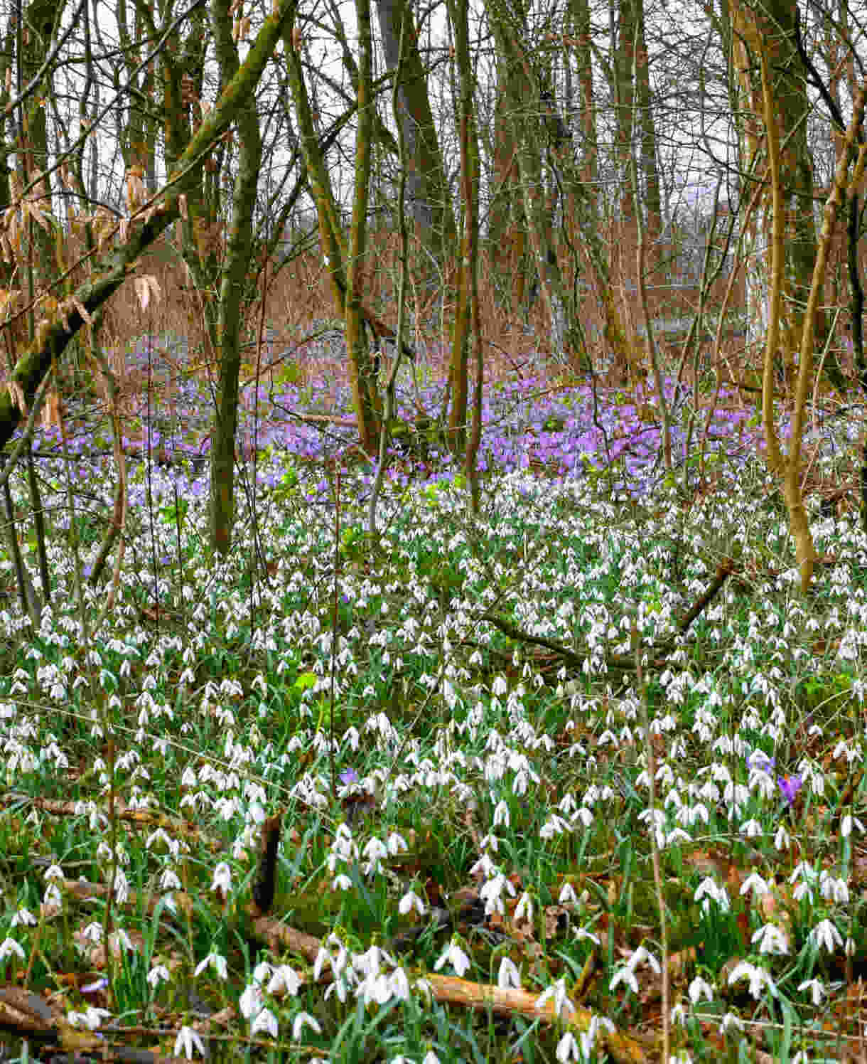 Hayloft Galanthus Nivalis - Single Snowdrop - 30 Bulbs